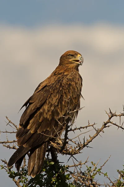 Águia Tawny empoleirada no topo da árvore — Fotografia de Stock