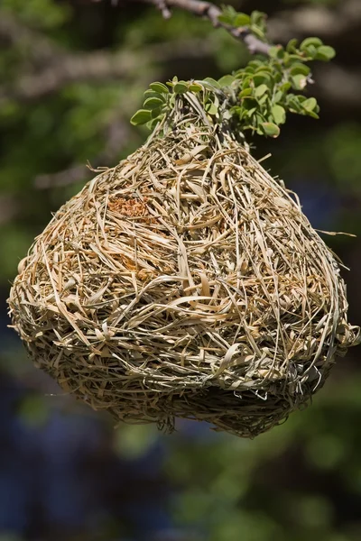 Het nest van de vogel van Weaver — Stockfoto