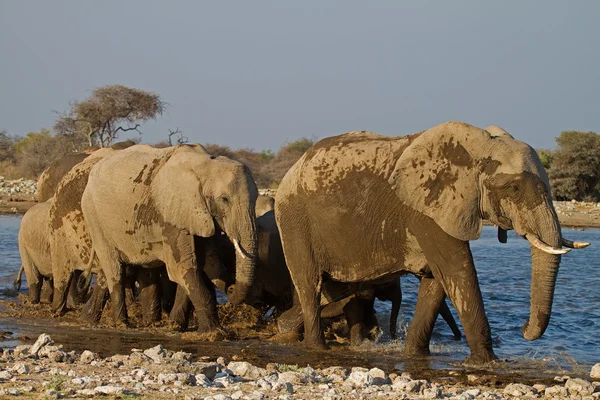 Група слони в waterhole — стокове фото