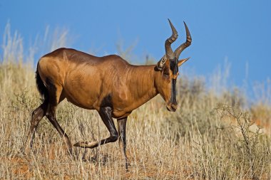 Kırmızı hartebeest bir kumul çalışan