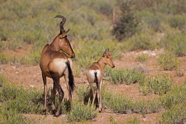 Kırmızı hartebeest duran buzağı ile açık alanda