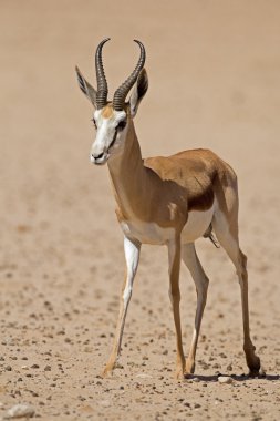 Çölde yürüyen springbok Close-Up