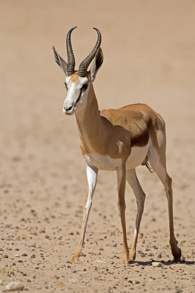 Close-up de springbok andando no deserto — Fotografia de Stock