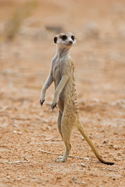 Suricate nebo Surikata stojící v poušti kalahari — Stock fotografie