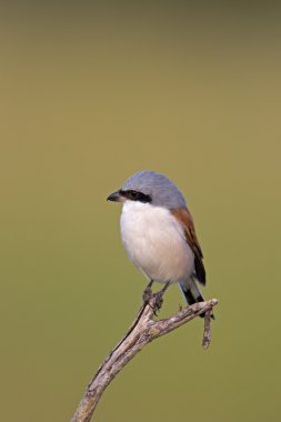 Close-up of Red-backed shrike clipart