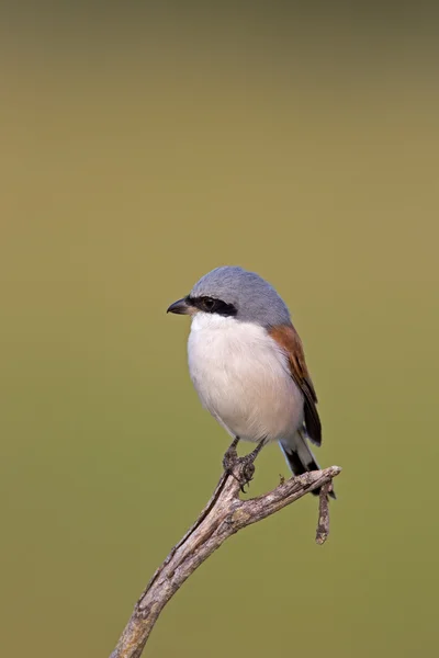 Close-up of Red-backed shrike — Stock Photo, Image