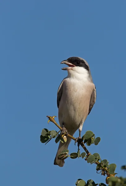 Lesser Grey Shrike — Stock Photo, Image