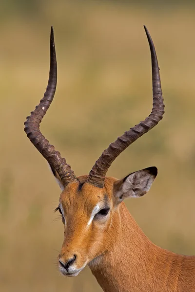 Ritratto ravvicinato di Impala maschile — Foto Stock