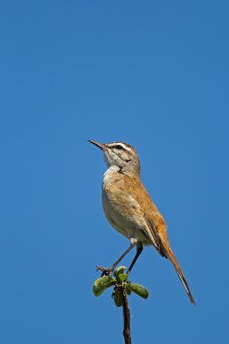 Kalahari Scrub-Robin (Robin)