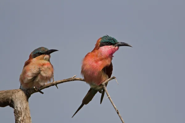 Dvě indigokarmínu bee-eater posazený na suchou větev — Stock fotografie