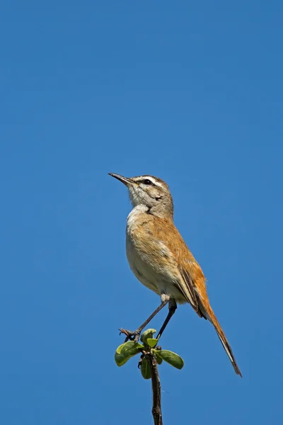 Kalahari Scrub-Robin (Robin) — Fotografia de Stock