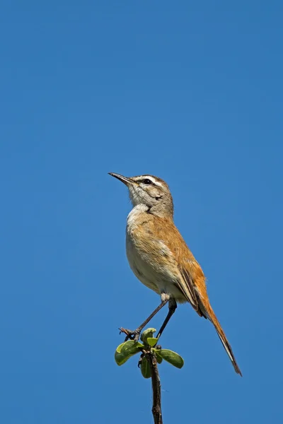 Agrobate du Kalahari (Robin) — Photo