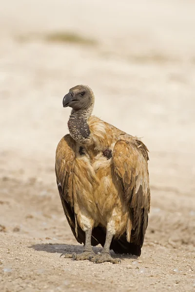 Weißrückengeier — Stockfoto