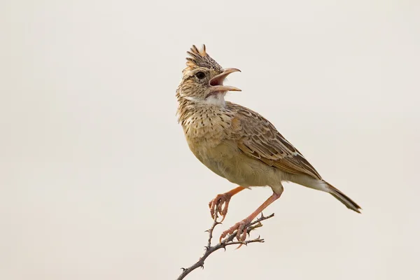 클로즈업 Rufous naped 종 달 새의 스톡 사진