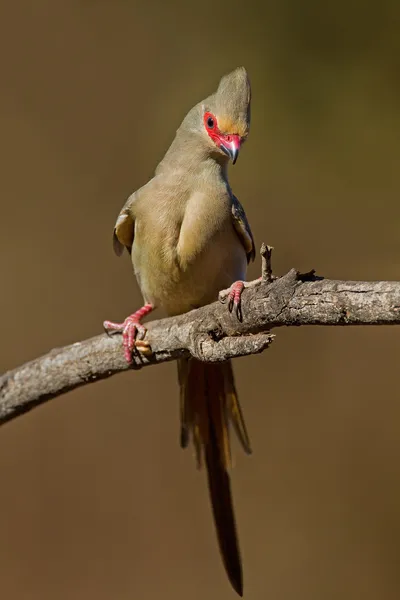 红脸 mousebird — 图库照片