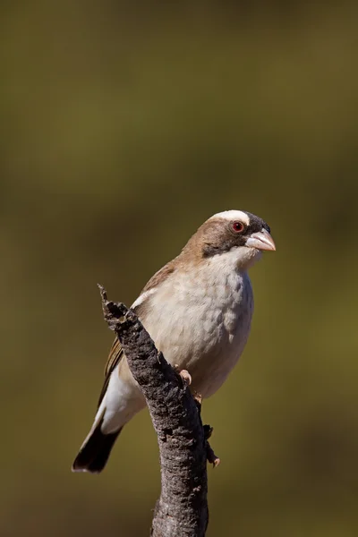 White-Browed Sparrow-Weaver — Stock Photo, Image