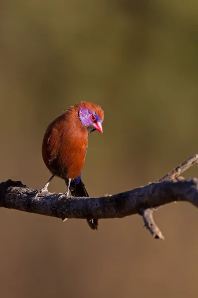 男性バイオレット耳 waxbill — ストック写真