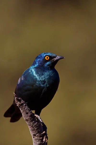 Cape Glossy Starling — Stock Photo, Image
