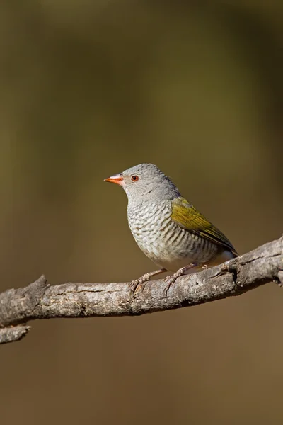 Pytilia de asa verde (Melba Finch ) — Fotografia de Stock