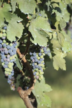 Kırmızı Şaraplık