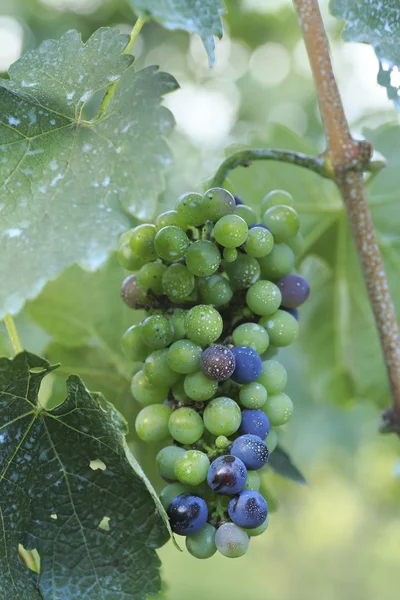 Red Wine Grapes — Stock Photo, Image