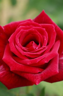 Gül çiçek kadar yakın 