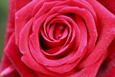 Gül çiçek kadar yakın 