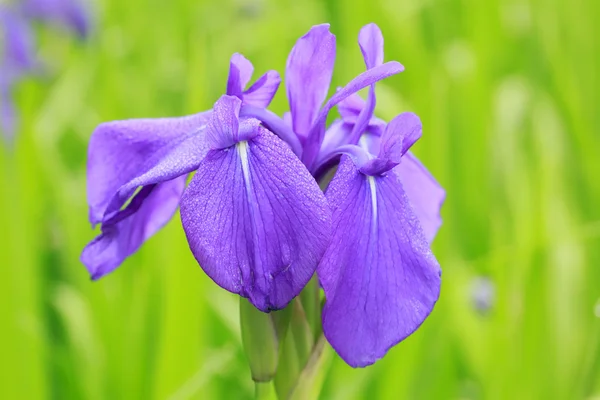 Gruppe lila Schwertlilien — Stockfoto