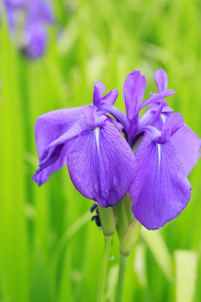 Group of purple irises — Stock Photo, Image
