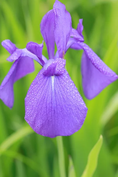 Group of purple irises — Stock Photo, Image