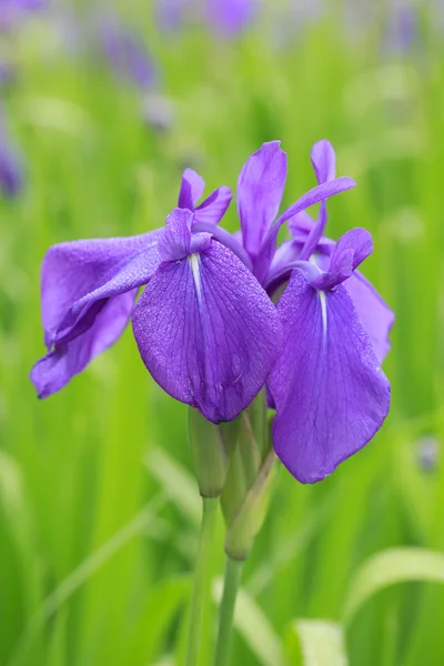 Gruppe lila Schwertlilien — Stockfoto