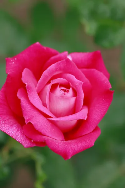 Close up fiore di rosa — Foto Stock