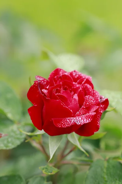 Close up fiore di rosa — Foto Stock