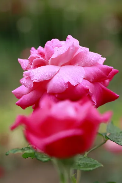 Zblízka růže květ — Stock fotografie