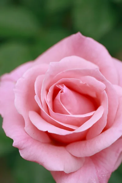 Close-up van rose bloem — Stockfoto