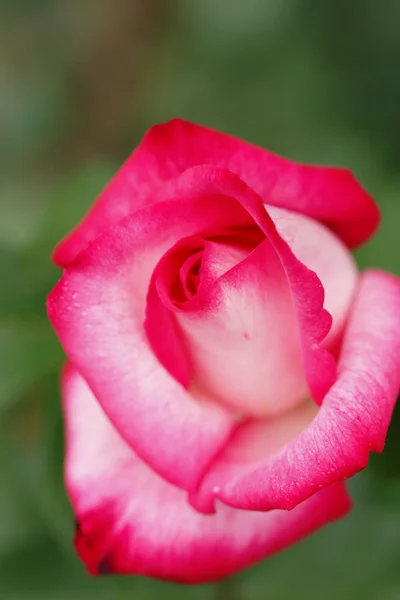 Flor rosa de cerca —  Fotos de Stock