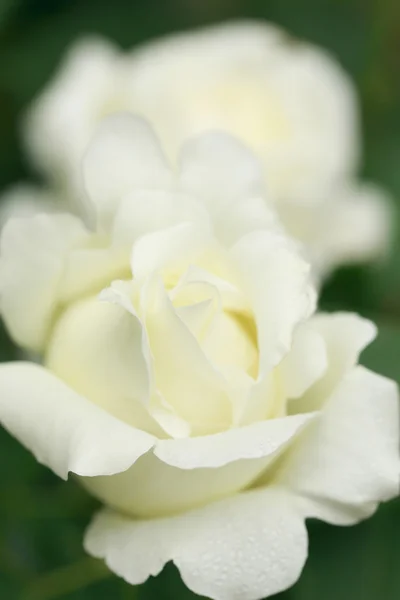 Nahaufnahme Rosenblüte — Stockfoto