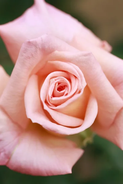 Close up fiore di rosa — Foto Stock