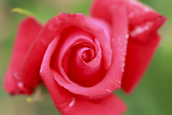 Close-up van rose bloem — Stockfoto