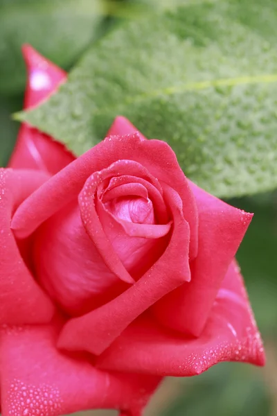 Close-up van rose bloem — Stockfoto