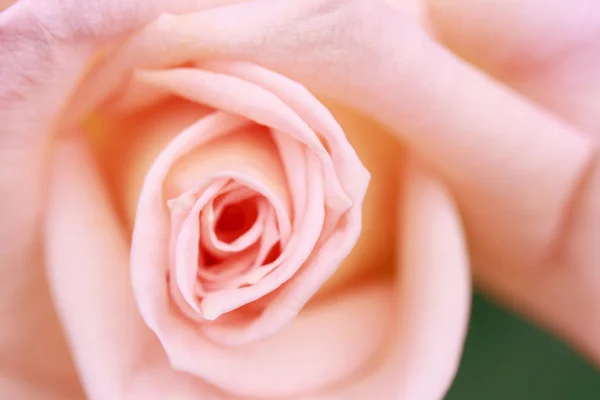 गुलाब फूल बंद करा — स्टॉक फोटो, इमेज