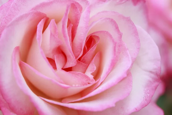 Закрыть розовый цветок — стоковое фото