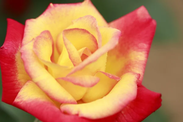 Close-up van rose bloem — Stockfoto