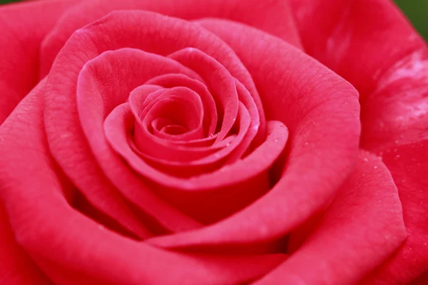 Close-up van rose bloem — Stockfoto