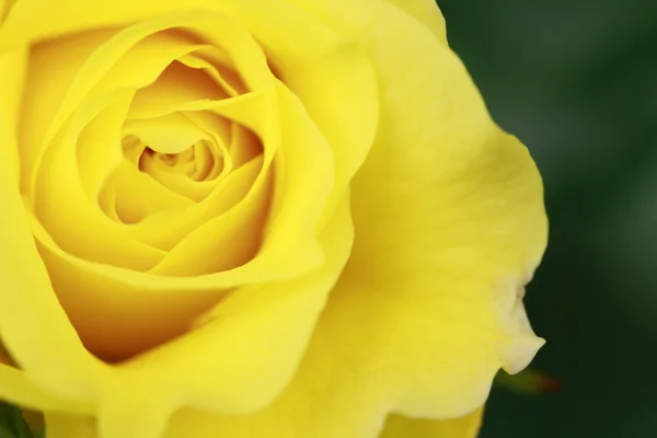 Nahaufnahme Rosenblüte — Stockfoto