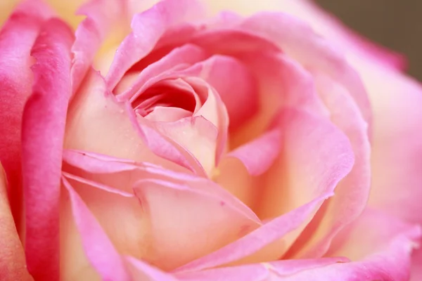 Close up fiore di rosa — Foto Stock