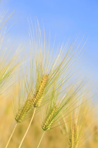 Campo de trigo dourado — Fotografia de Stock