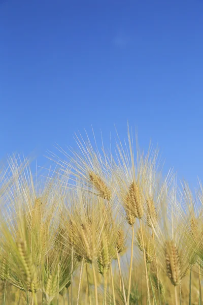 Golden wheat field — Stock Photo, Image