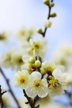 Japon eriği çiçeği-Ume 