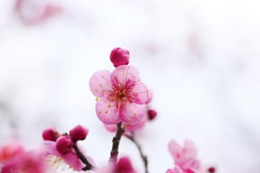 Japon eriği çiçeği-Ume 